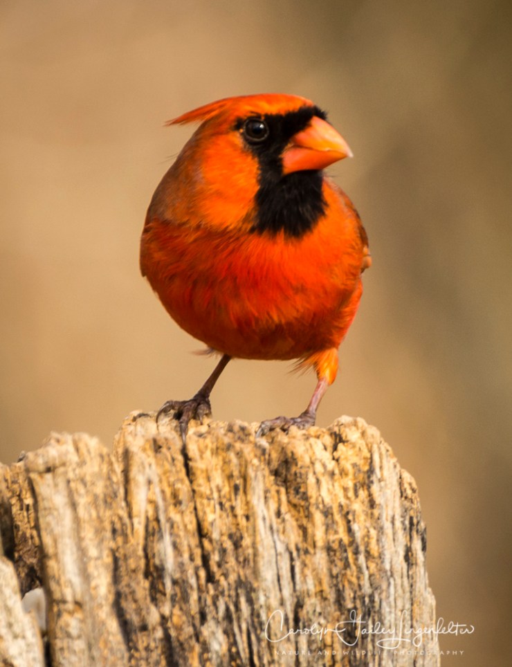 2019_02_04__Chagrin River Park-February 2019_0008