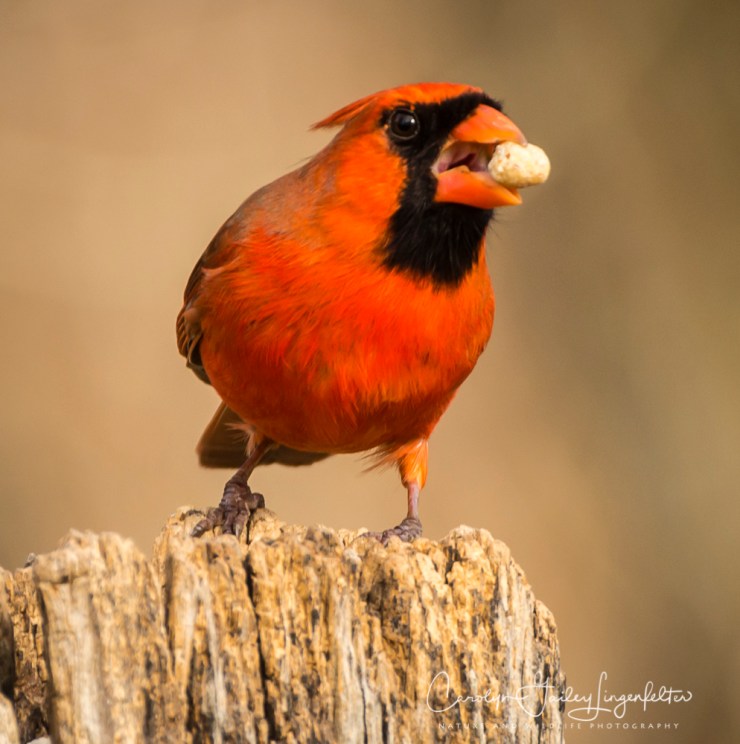 2019_02_04__Chagrin River Park-February 2019_0010