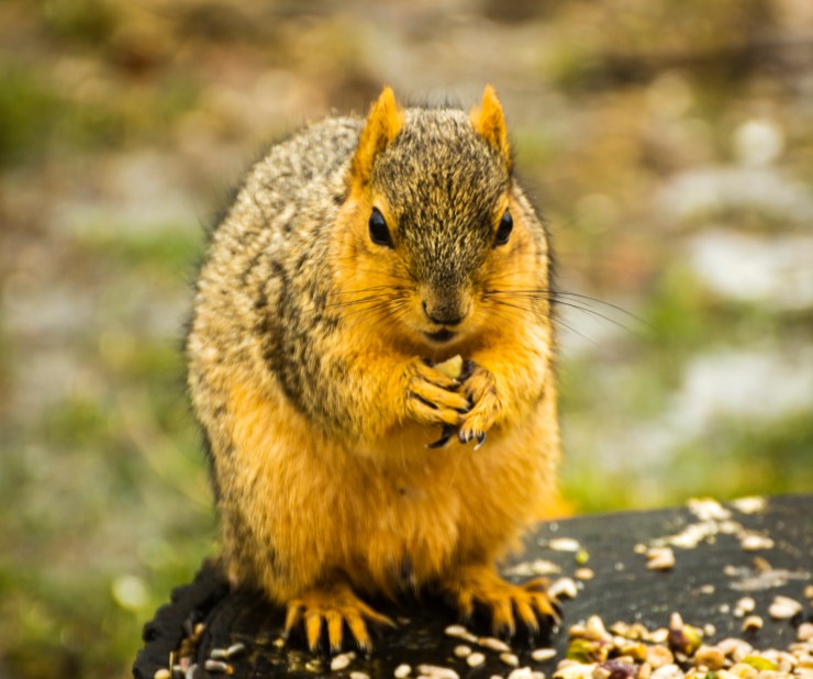 2019_02_12__Backyard birding_0005