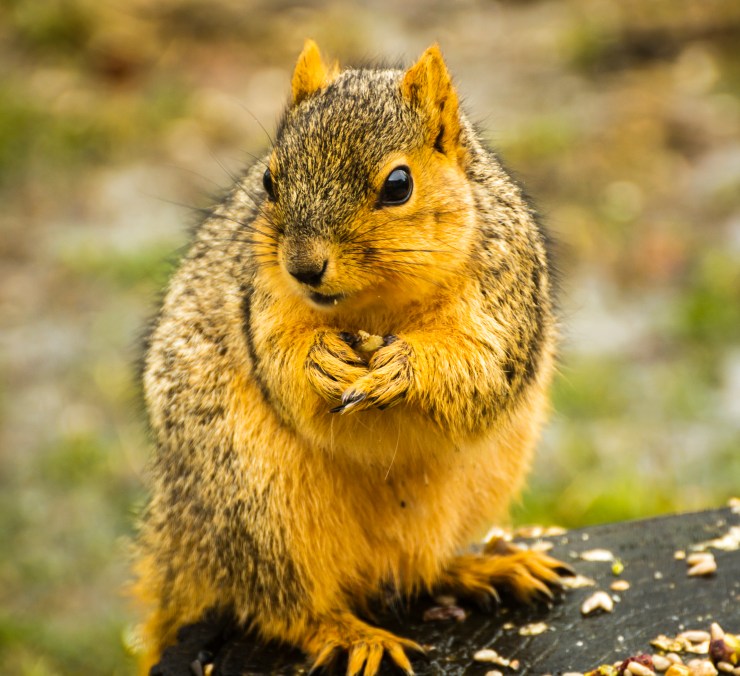 2019_02_12__Backyard birding_0009
