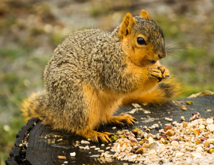 2019_02_12__Backyard birding_0022