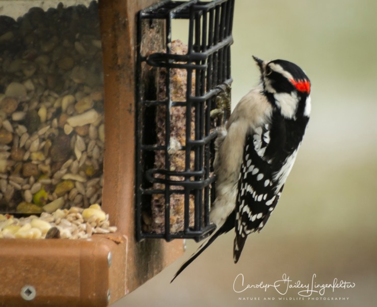 2019_02_13__Backyard birding_0009
