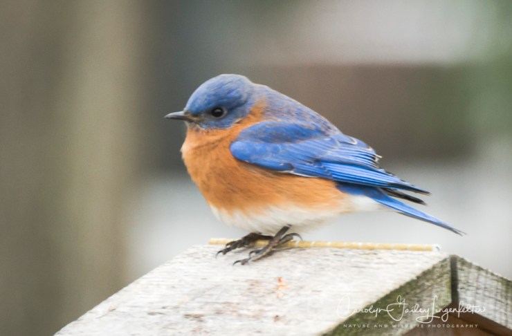 2019_02_14__Backyard birding_0033