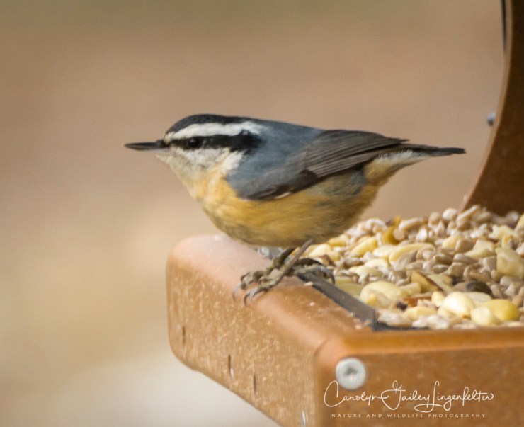 2019_02_14__Backyard birding_0077