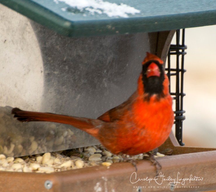 2019_03_04__Backyard birding_0056