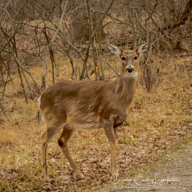 2019_03_13__Chagrin River Park_0004
