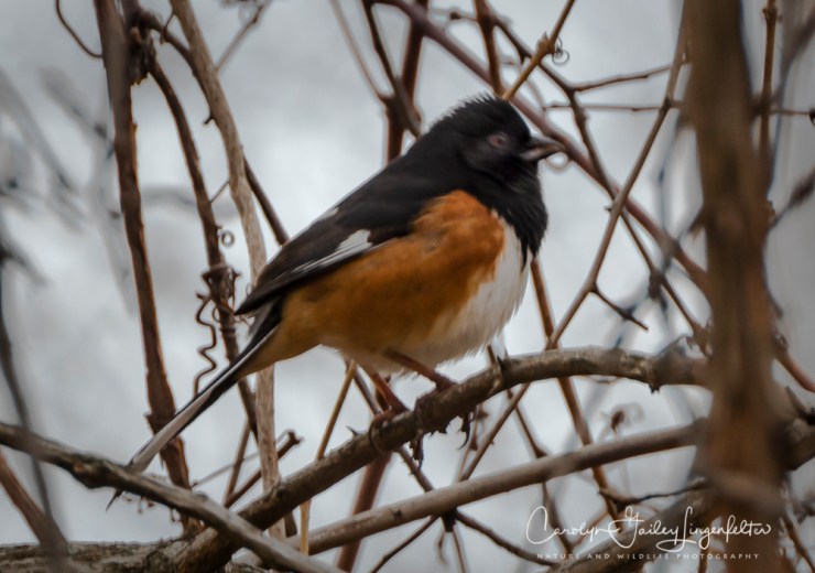 2019_03_13__Chagrin River Park_0006