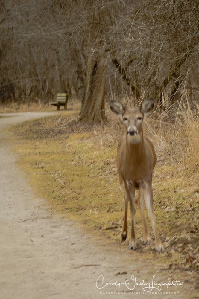 2019_03_13__Chagrin River Park_0012
