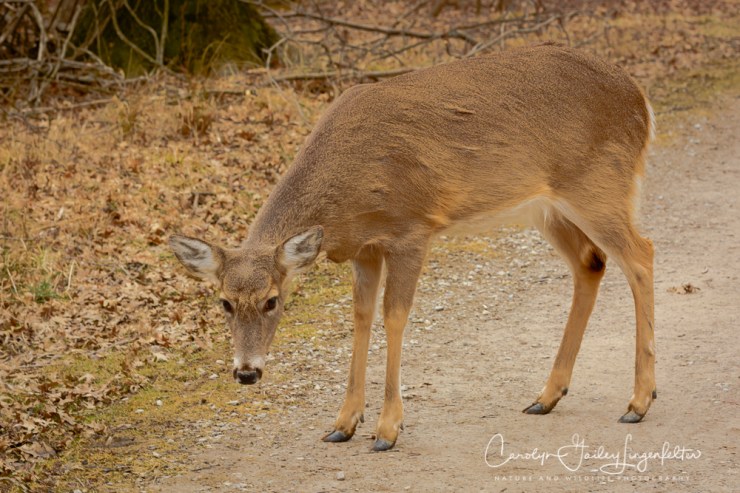 2019_03_13__Chagrin River Park_0015