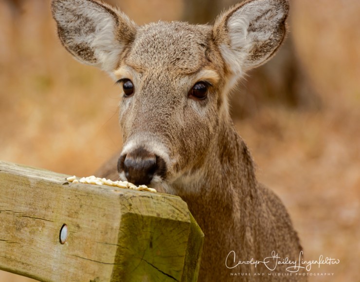 2019_03_13__Chagrin River Park_0020