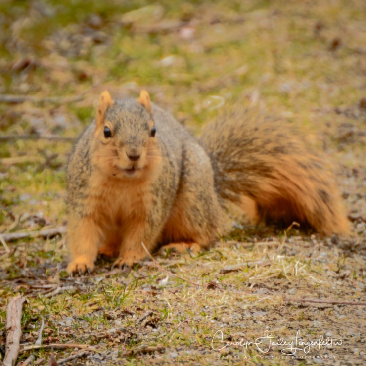 2019_03_13__Chagrin River Park_0023