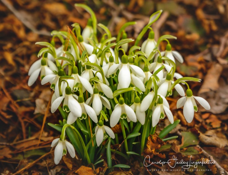 2019_03_14__Holden Arboretum_0008