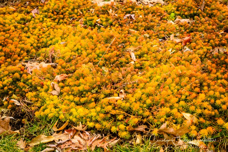 2019_03_14__Holden Arboretum_0039