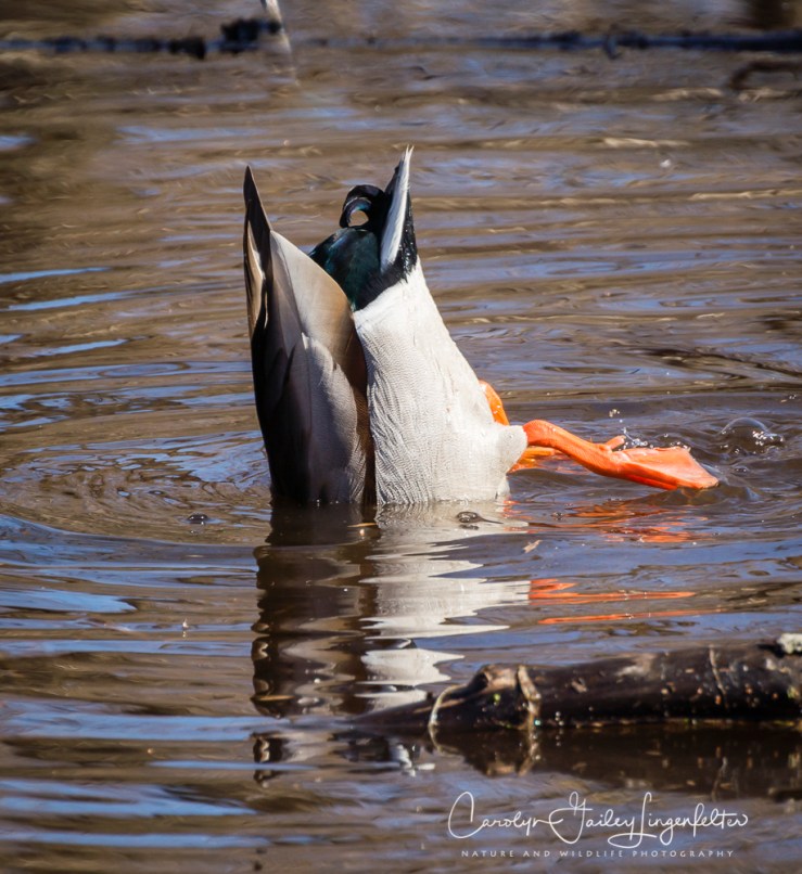 2019_03_26__Chagrin River Park_0016