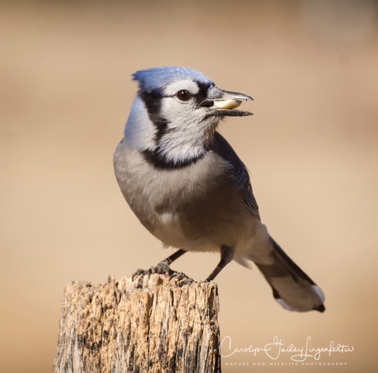 2019_03_26__Chagrin River Park_0032