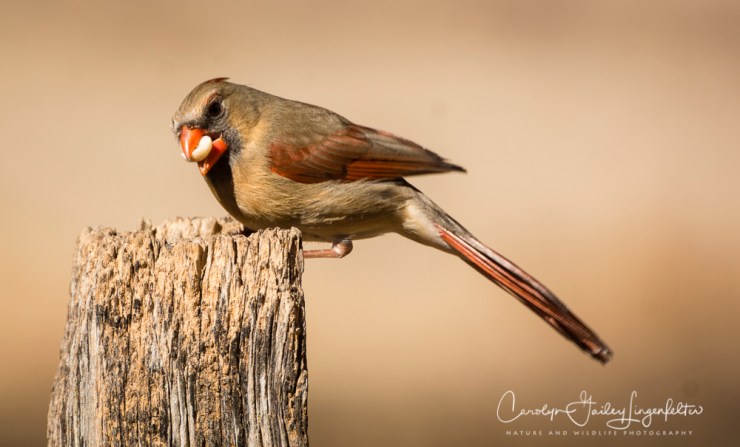 2019_03_26__Chagrin River Park_0038