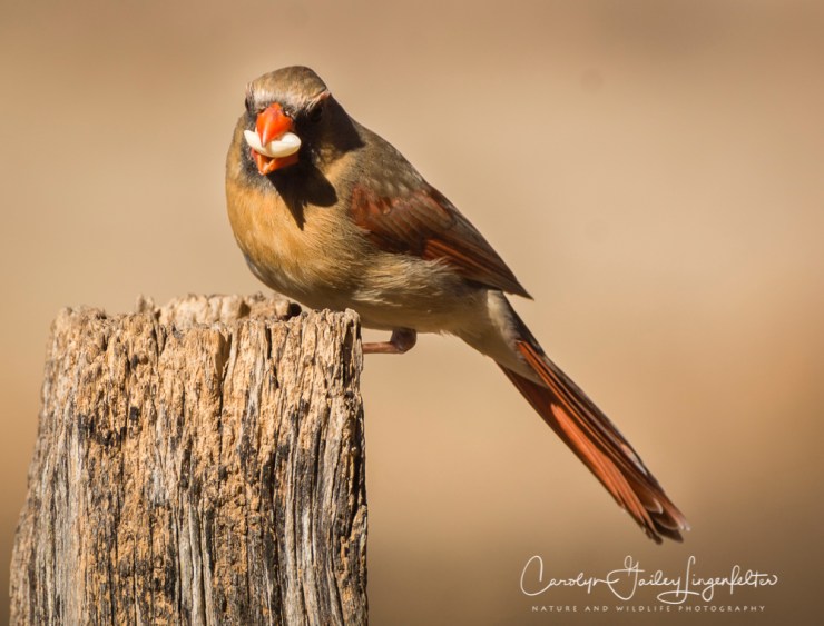 2019_03_26__Chagrin River Park_0039