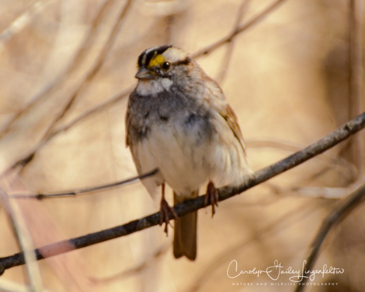 2019_03_26__Chagrin River Park_0050