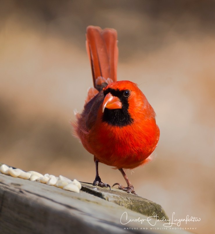 2019_03_26__Chagrin River Park_0055