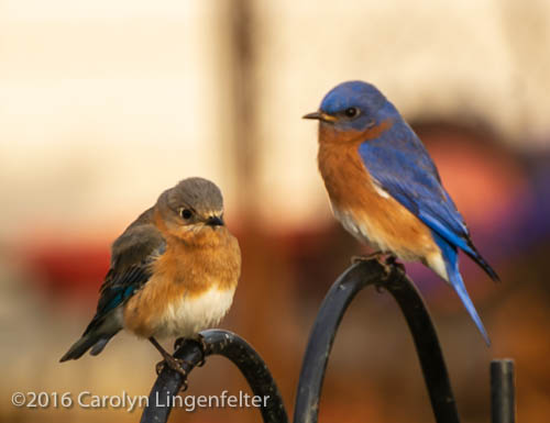 2019_03_28__Chagrin River Park_0013