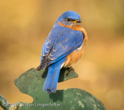 2019_03_28__Chagrin River Park_0029