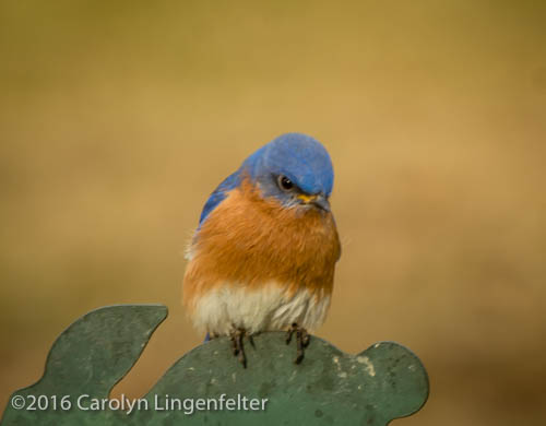 2019_03_28__Chagrin River Park_0036