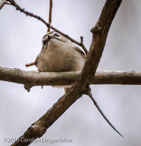 2019_03_28__Chagrin River Park_0131