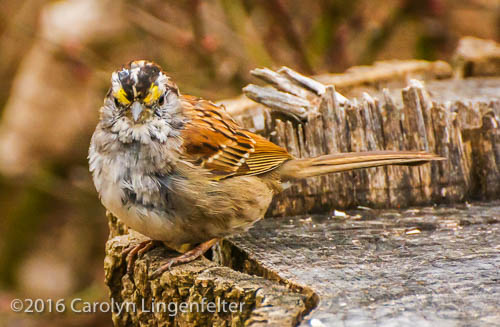 2019_03_28__Chagrin River Park_0163