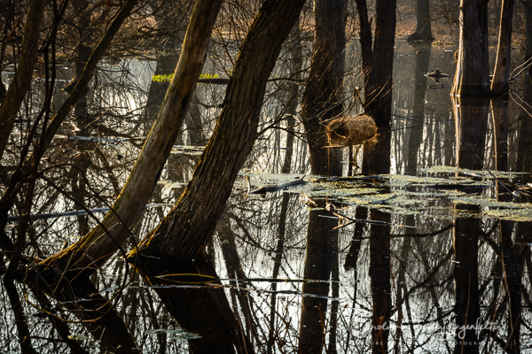 2019_04_06__Chagrin River Park_0027