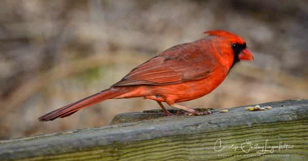 2019_04_06__Chagrin River Park_0040