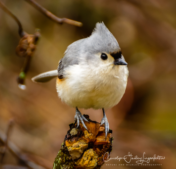 2019_04_15__Spring trailwalking_0299