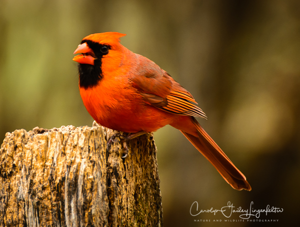 2019_04_16__Spring trailwalking_0051