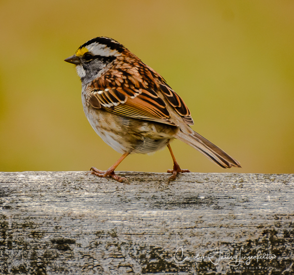 2019_04_16__Spring trailwalking_0053