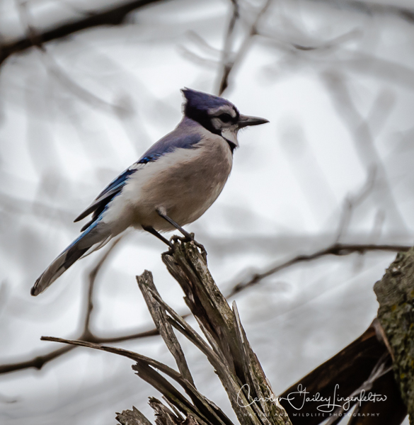 2019_04_24__Spring trailwalking_0371