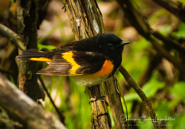 2019_05_11__Chagrin River Park_0185
