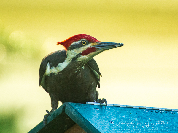 2019_05_30__Summer morning trail walks_0108