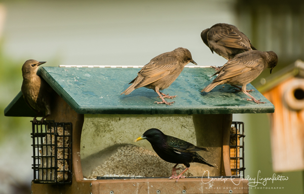 2019_05_31__Summer morning trail walks_0135