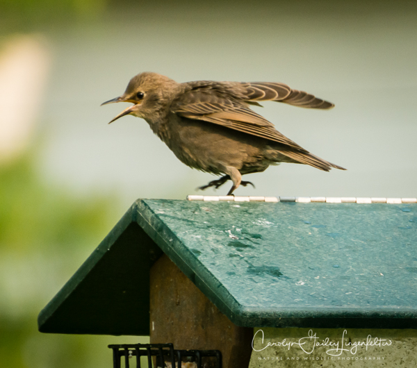 2019_05_31__Summer morning trail walks_0137