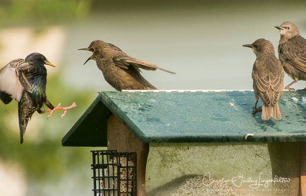 2019_05_31__Summer morning trail walks_0138
