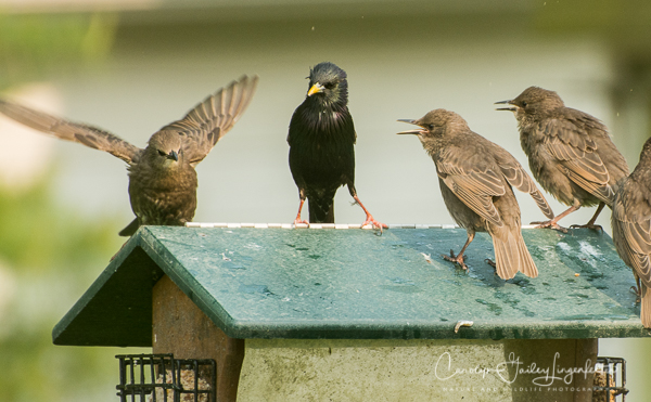2019_05_31__Summer morning trail walks_0140