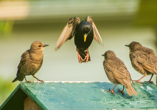 2019_05_31__Summer morning trail walks_0142