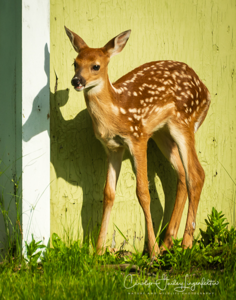 2019_06_08__Spring trail walks 2019_0005