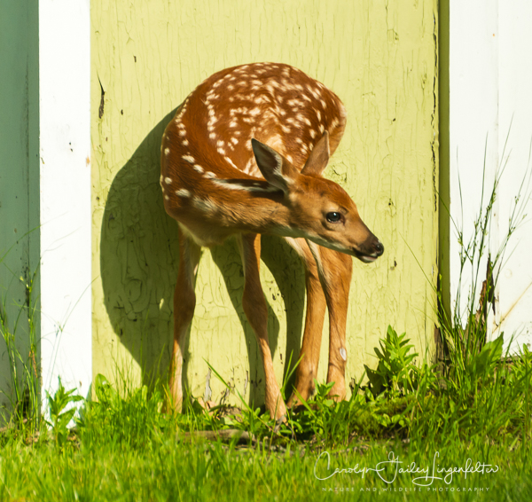 2019_06_08__Spring trail walks 2019_0007