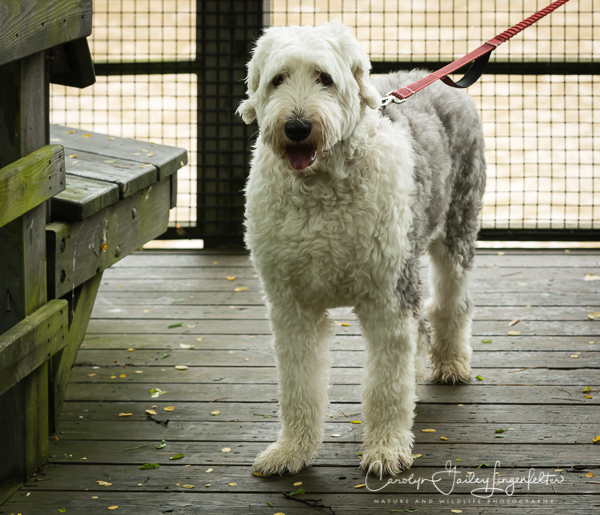 2019_06_17__Spring trail walks 2019_0001