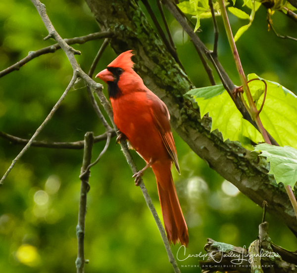2019_06_18__Morning trailwalking_0029