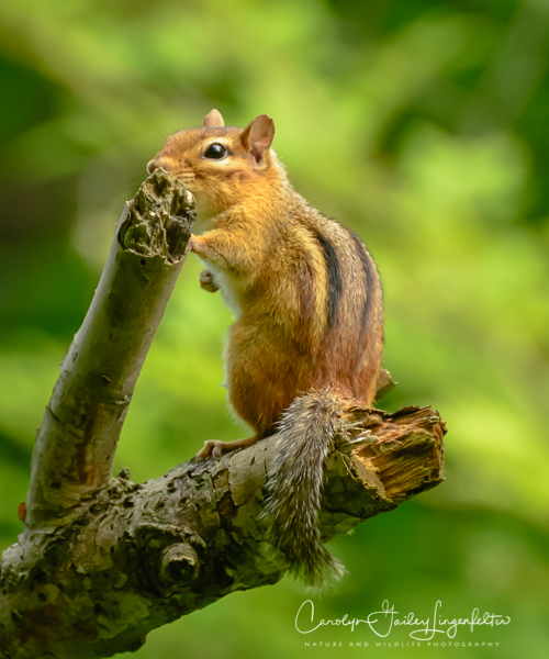 2019_06_18__Morning trailwalking_0079