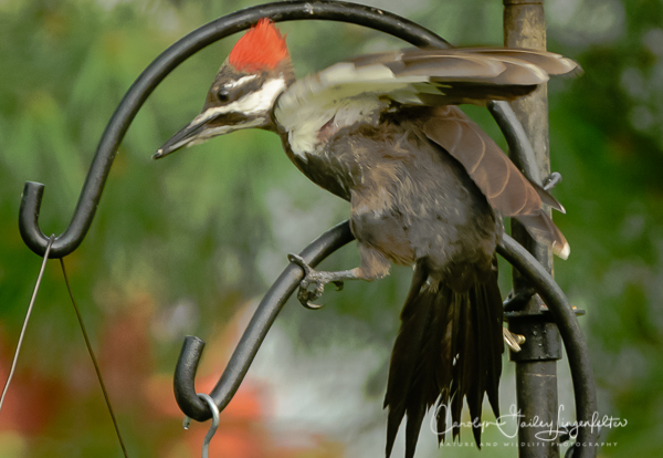 2019_08_07__Summer 2019_0167