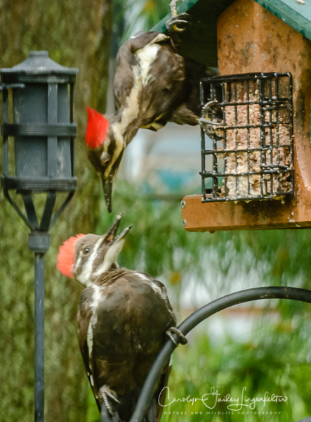 2019_08_07__Summer 2019_0286