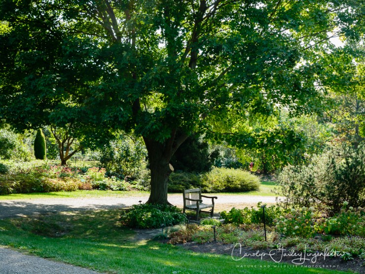 2019_10_01__Holden Arboretum_0002