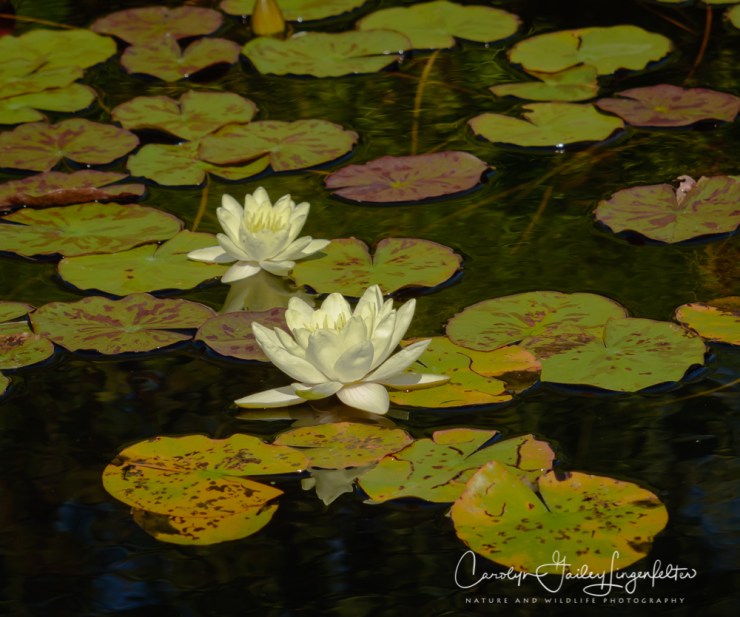 2019_10_01__Holden Arboretum_0003